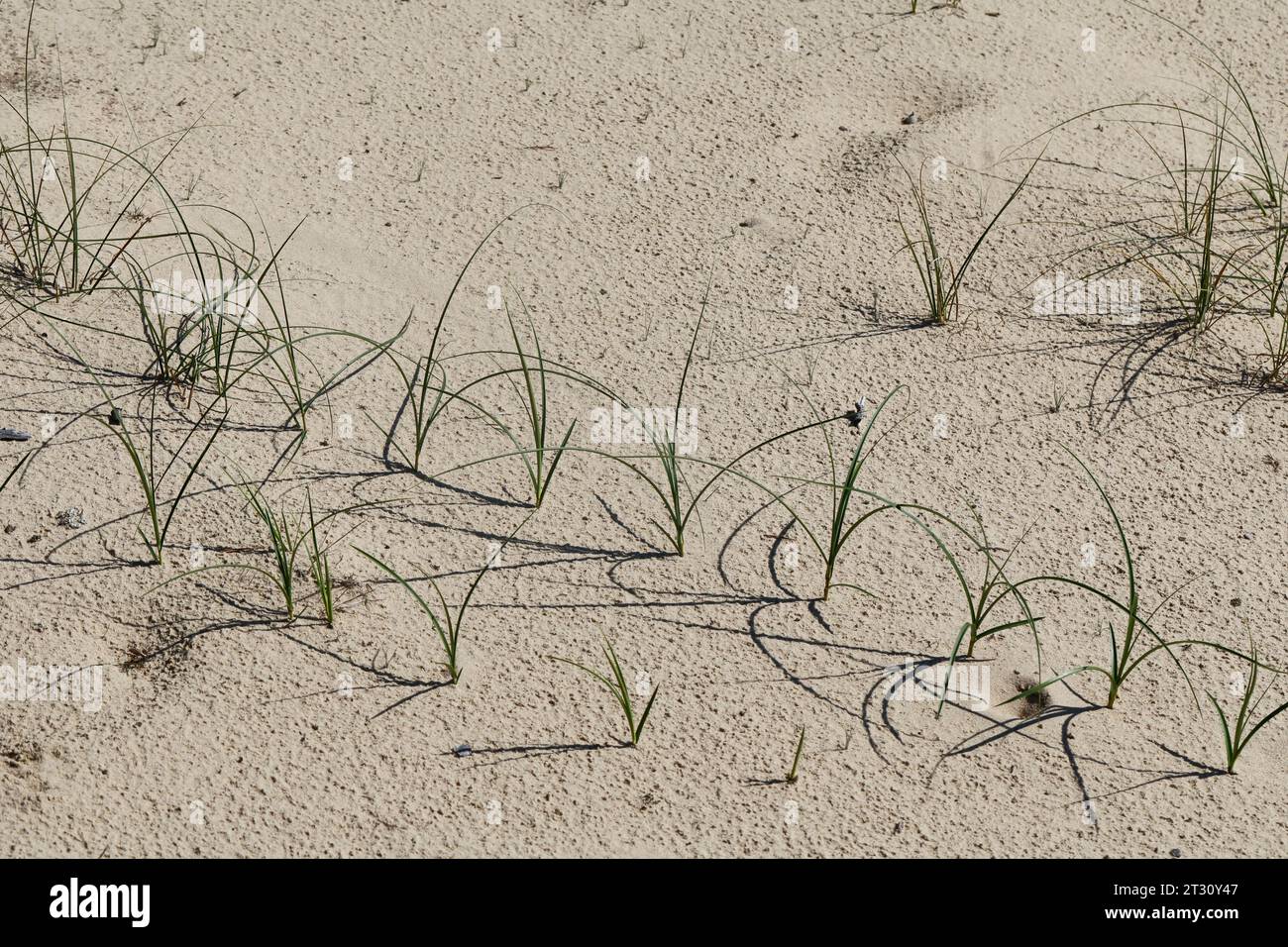 Sand-Segge, Sandsegge, Segge, Carex arenaria, Sand Sedge, la laîche des sables Foto Stock