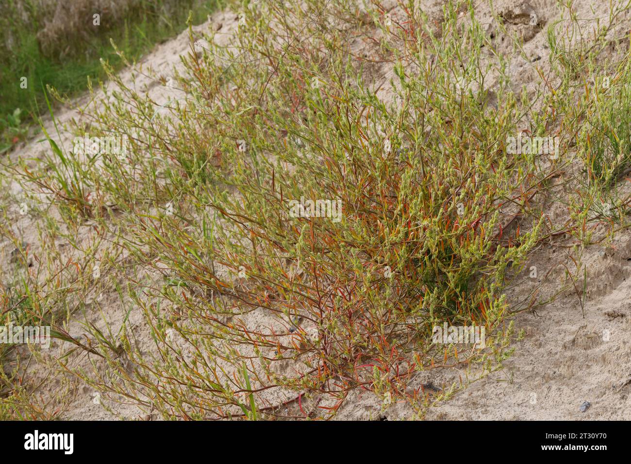 Ysopblättriger Wanzensame, Schmalflügeliger Wanzensame, Corispermum hyssopifolium, Corispermum leptopterum, Corispermum pallasii, Corispermum intermed Foto Stock