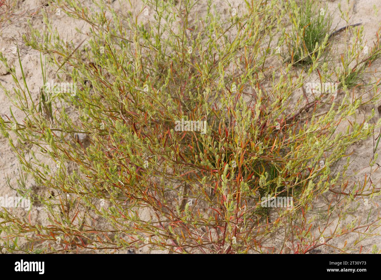 Ysopblättriger Wanzensame, Schmalflügeliger Wanzensame, Corispermum hyssopifolium, Corispermum leptopterum, Corispermum pallasii, Corispermum intermed Foto Stock