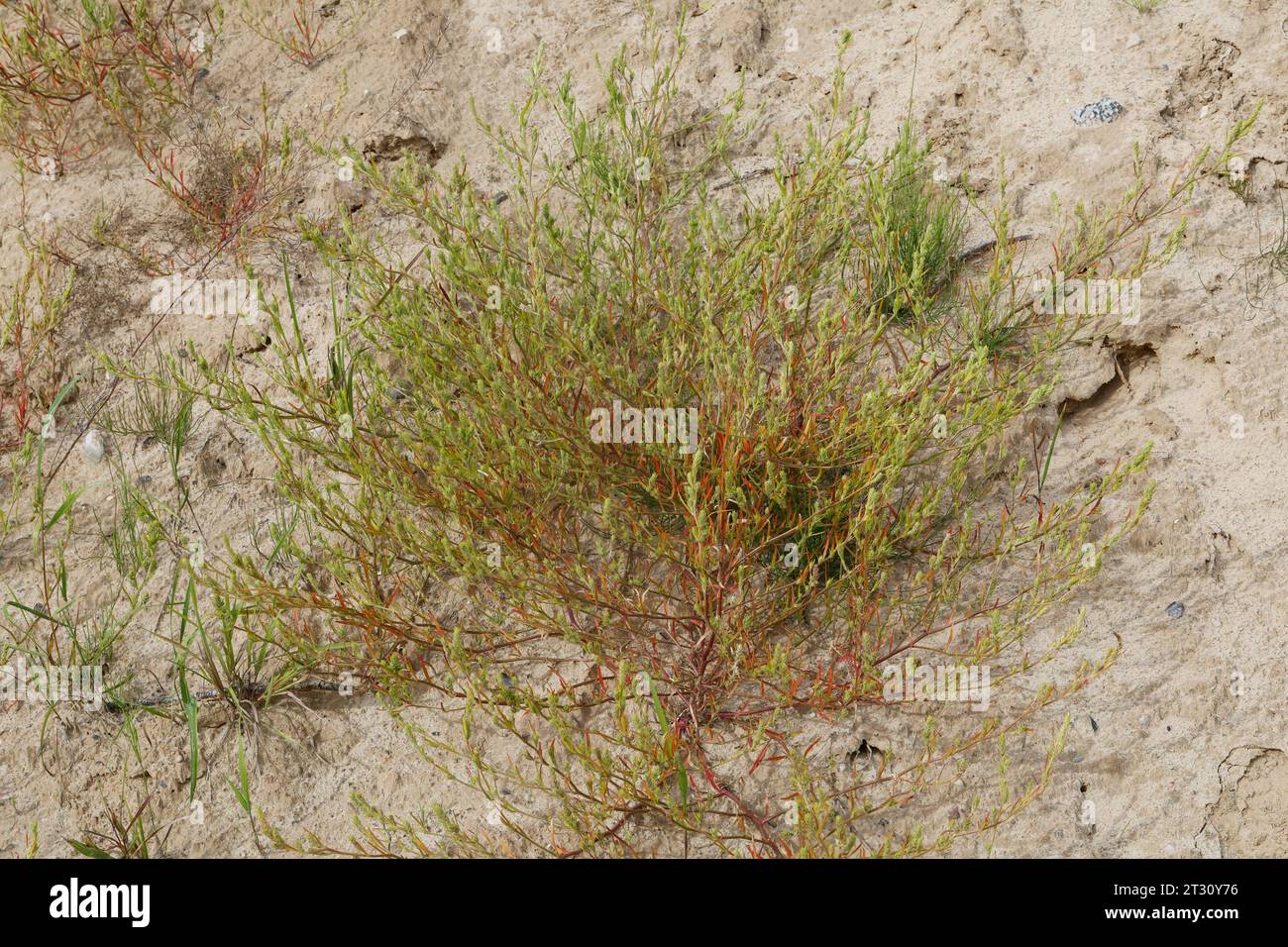 Ysopblättriger Wanzensame, Schmalflügeliger Wanzensame, Corispermum hyssopifolium, Corispermum leptopterum, Corispermum pallasii, Corispermum intermed Foto Stock