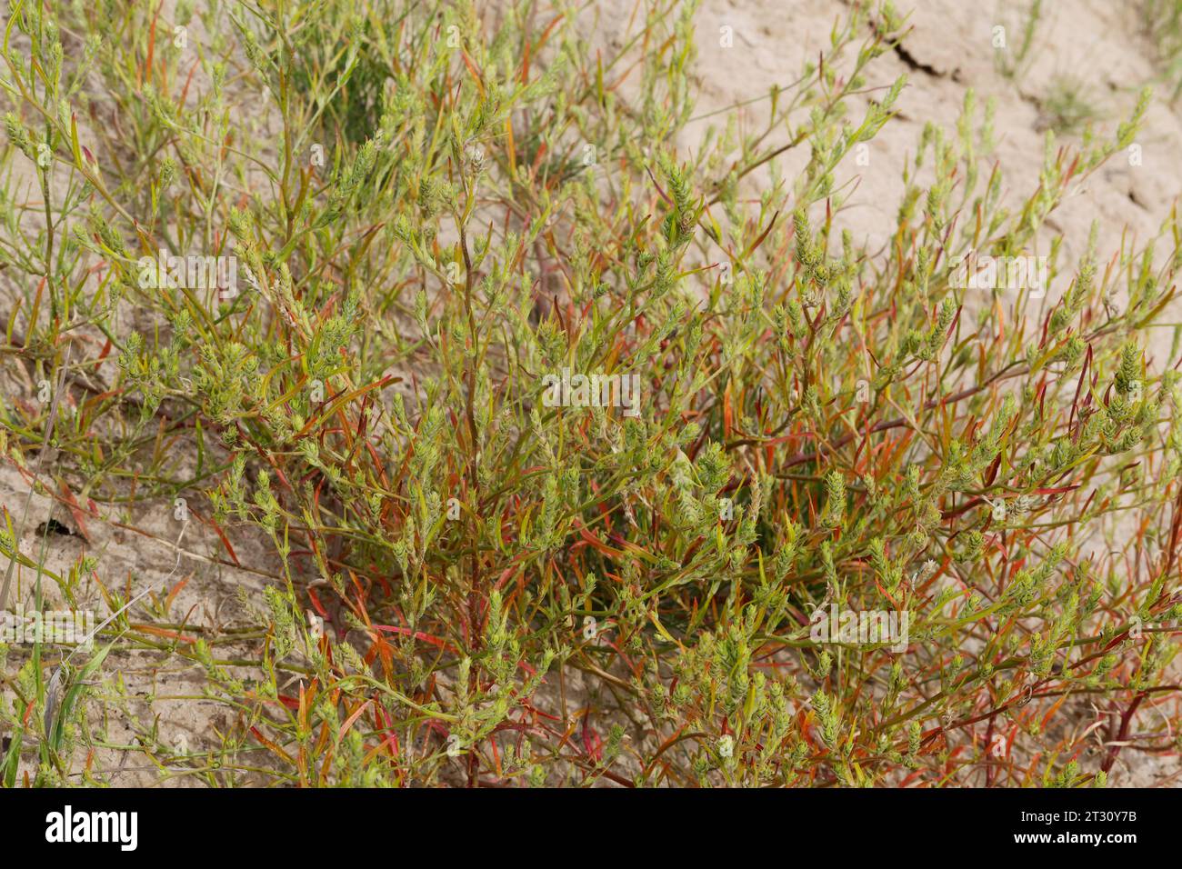 Ysopblättriger Wanzensame, Schmalflügeliger Wanzensame, Corispermum hyssopifolium, Corispermum leptopterum, Corispermum pallasii, Corispermum intermed Foto Stock