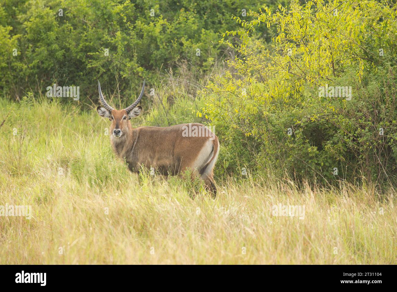 Male Defassa Waterbuck, Uganda. Foto Stock