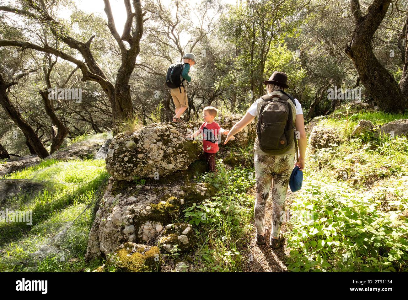 La famiglia passeggia attraverso un uliveto in vacanza a Corfù, dove la rete è stata allungata per catturare la frutta matura. Foto Stock