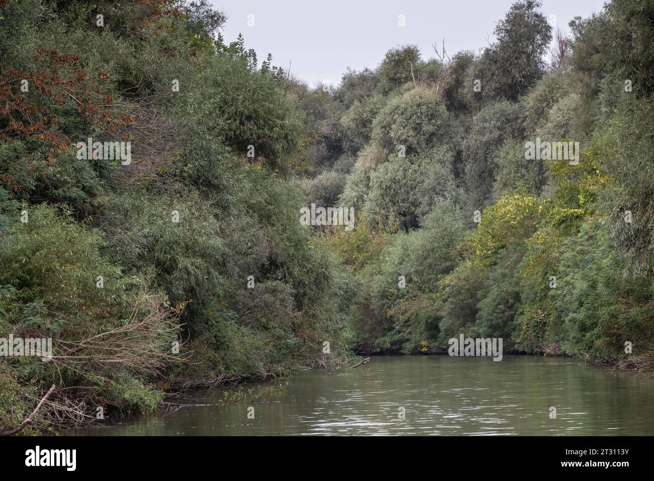 Paesaggio nel delta del Danubio, Romania, Europa Foto Stock