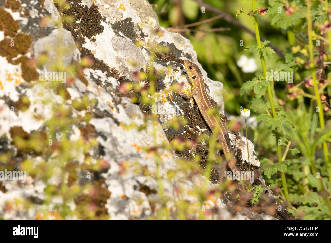 Una giovane lucertola verde balcanica che si crogiola su una roccia calda a Corfù, in Grecia. Foto Stock