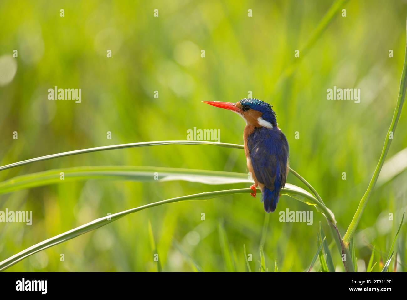 Malachite kingfisher arroccato in canne sopra il fiume Uganda. Foto Stock