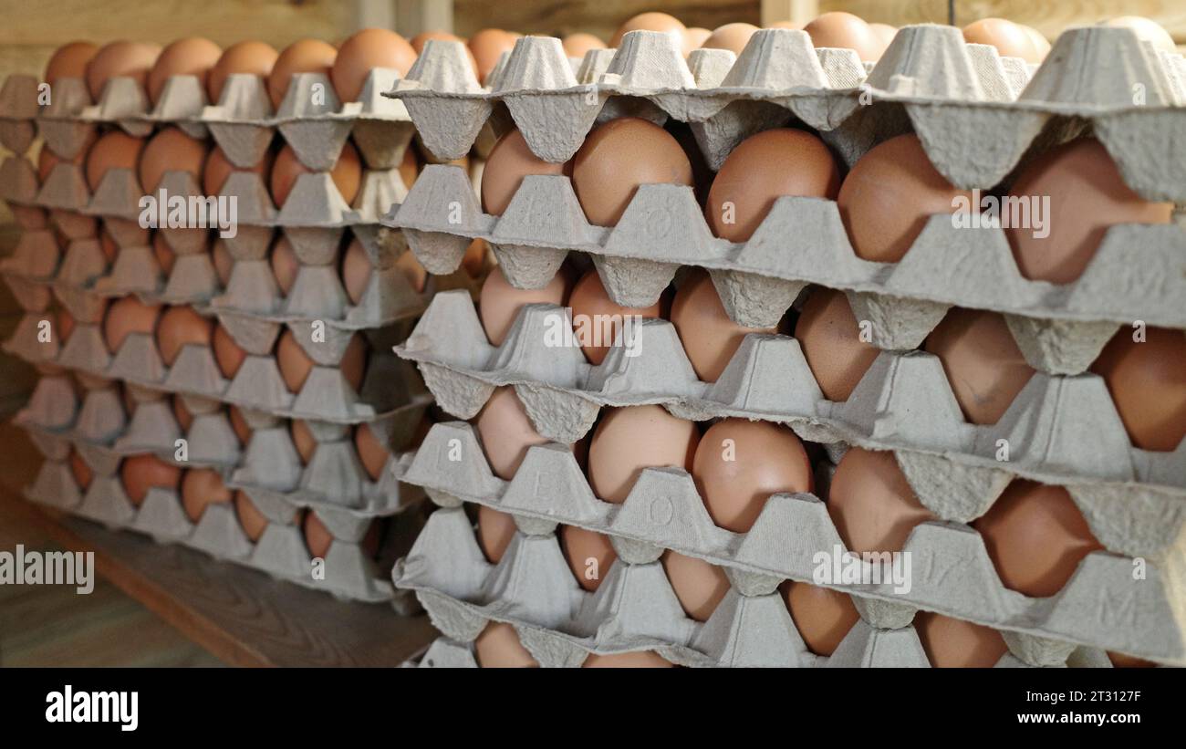 Graffette con vassoi per uova. Conservazione delle uova marroni provenienti da un allevamento biologico di uova Foto Stock