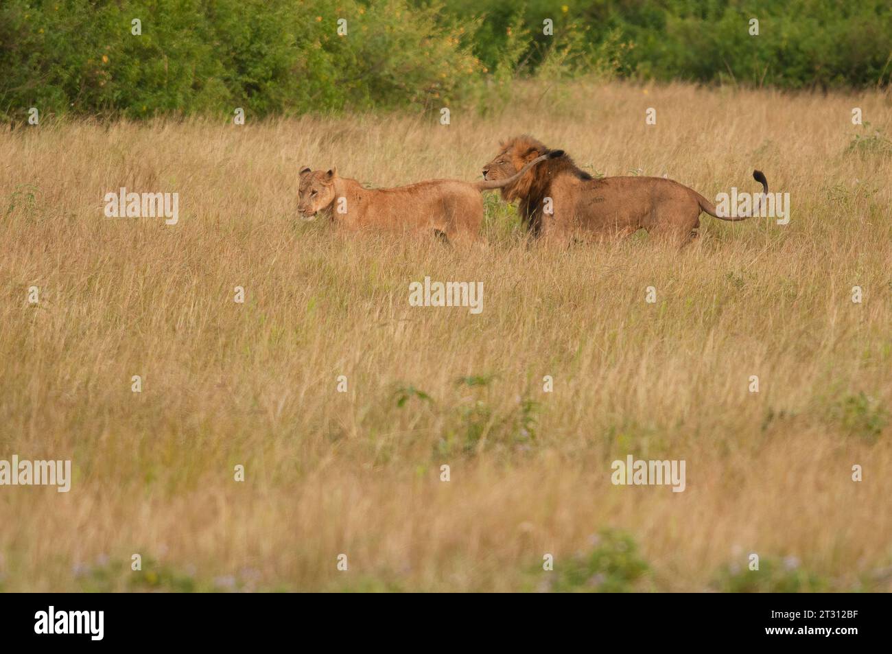 Corteggiamento dei leoni, Queen Elizabeth National Park, Uganda. Foto Stock