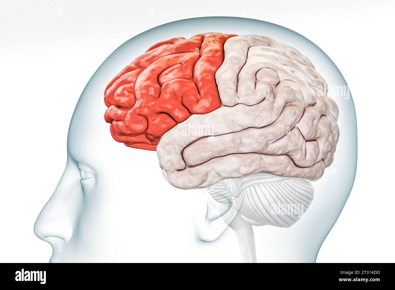 Lobo frontale della corteccia cerebrale nella vista del profilo di colore rosso con corpo isolato su sfondo bianco illustrazione di rendering 3D. Anatomia cerebrale umana, neurolog Foto Stock