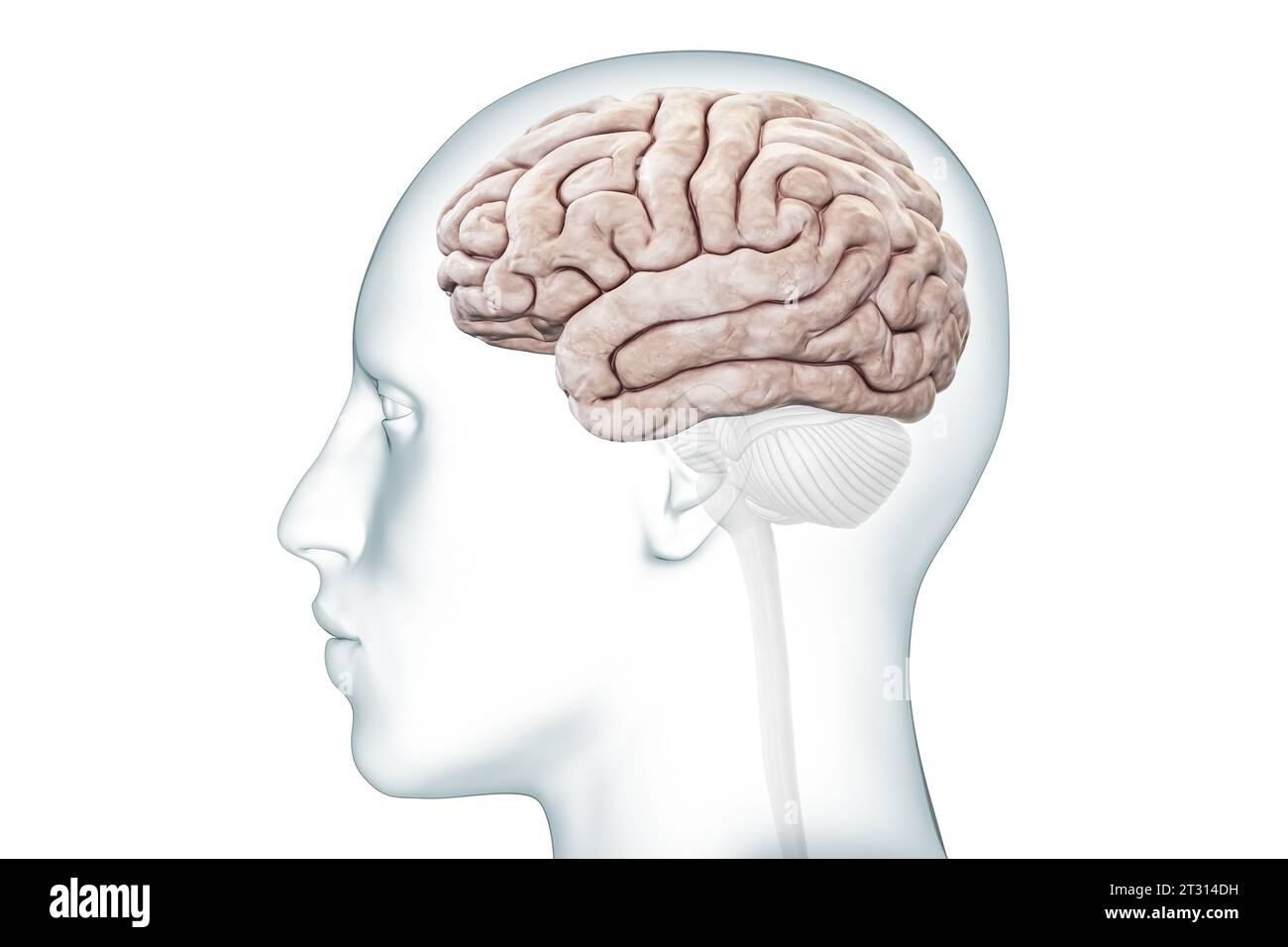Vista del profilo della corteccia cerebrale o dell'emisfero con rappresentazione 3D accurata del corpo. Neurologia, neuroscienze, anatomia del cervello umano, diagramma medico Foto Stock