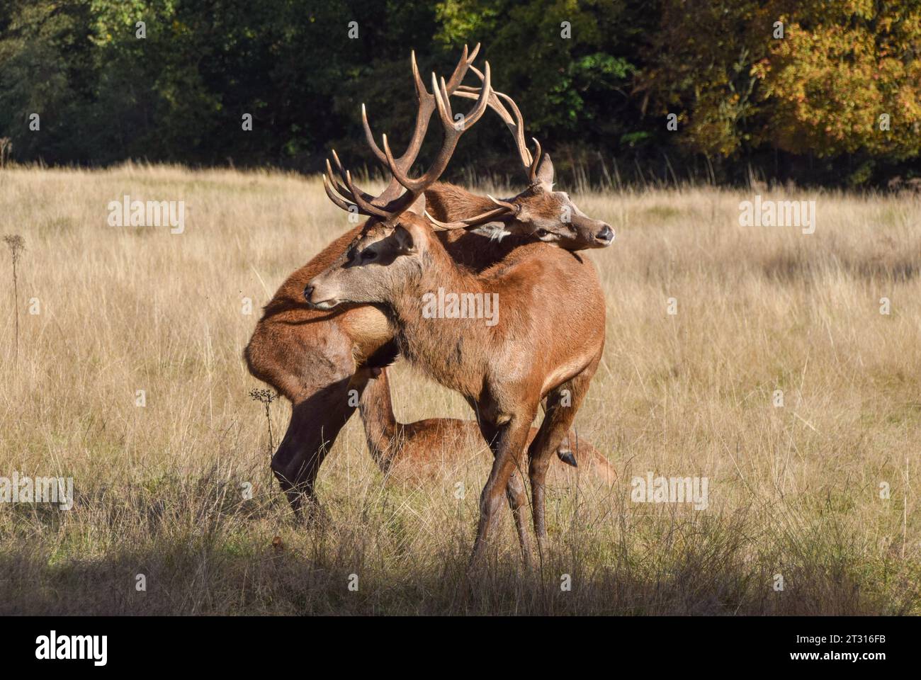 Londra, Regno Unito. 22 ottobre 2023. Due cervi bloccano le corna durante la stagione dell'accoppiamento dei cervi rossi, nota come The Rut, a Richmond Park. Credito: Vuk Valcic/Alamy Live News Foto Stock