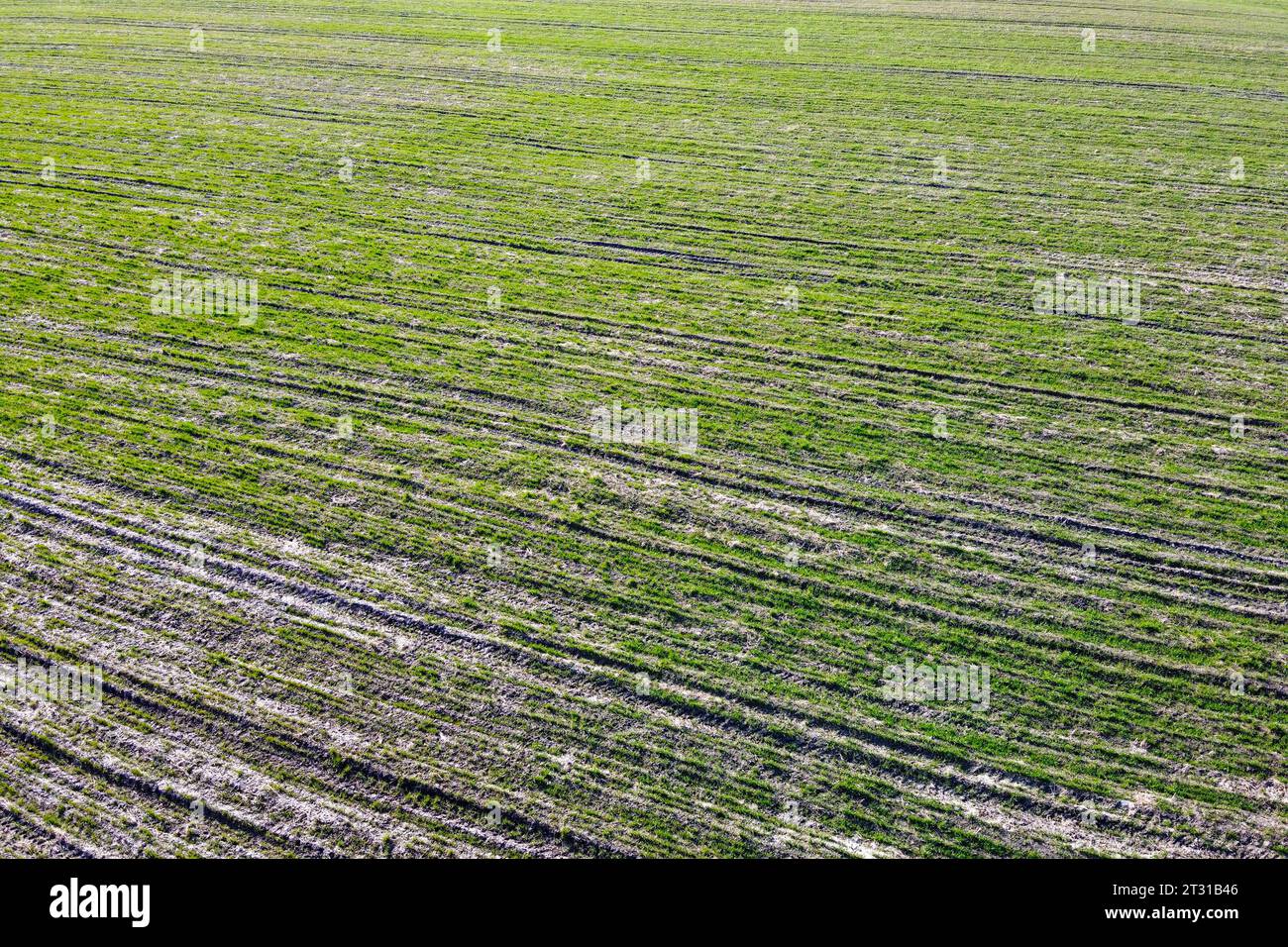 Germogli di cereali su un campo agricolo, vista aerea. Germogli nel campo come sfondo. Foto Stock