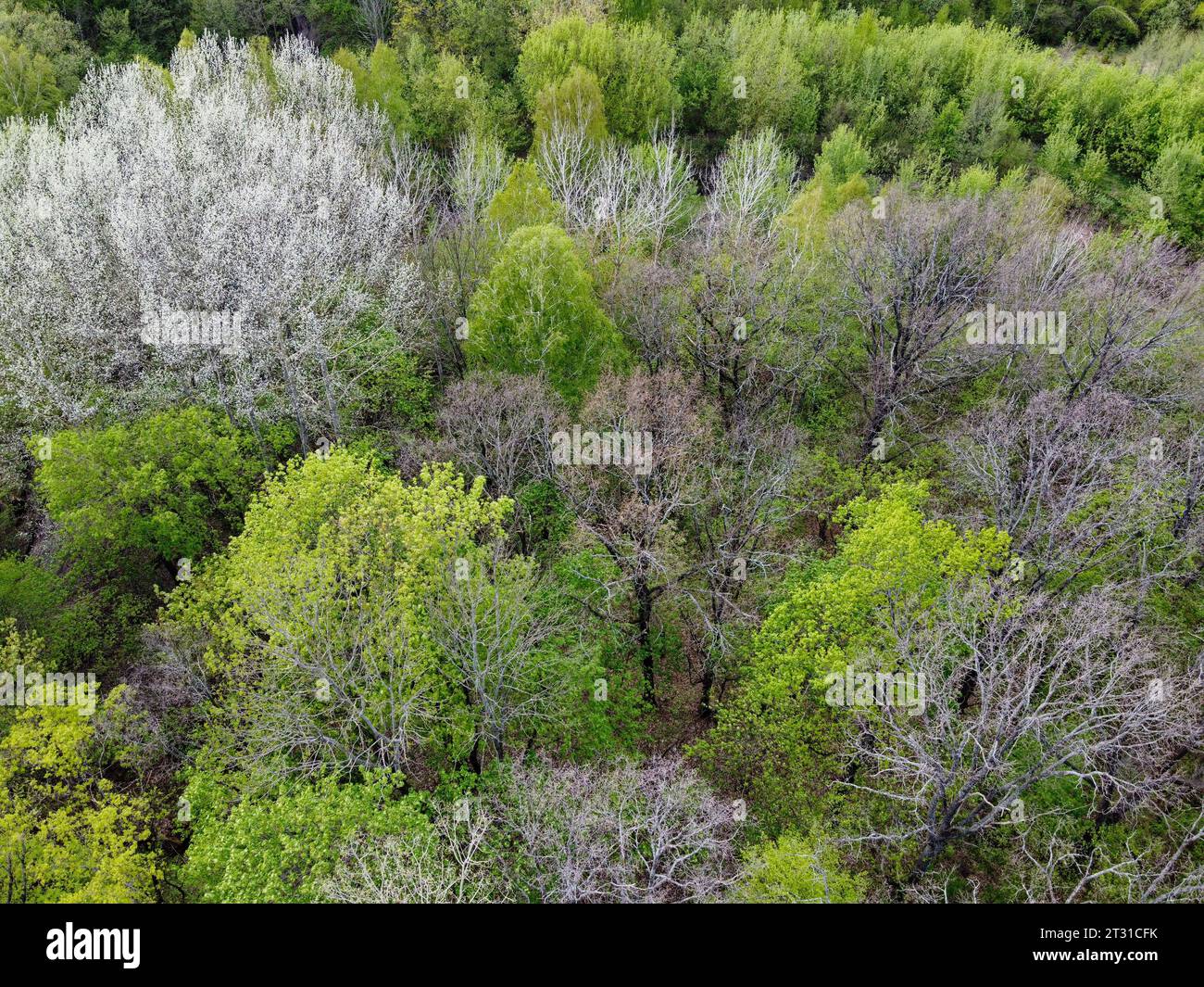 Una varietà di alberi nella foresta primaverile, vista aerea. Foresta di zona climatica temperata. Foto Stock