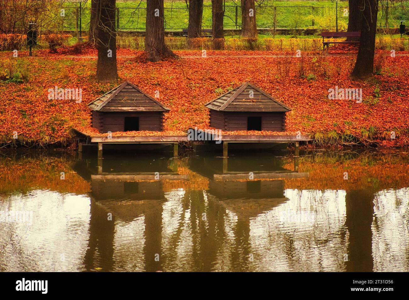 Due case d'anatra vicino ad uno stagno nel parco cittadino di Zamosc. Paesaggio autunnale. Foto Stock