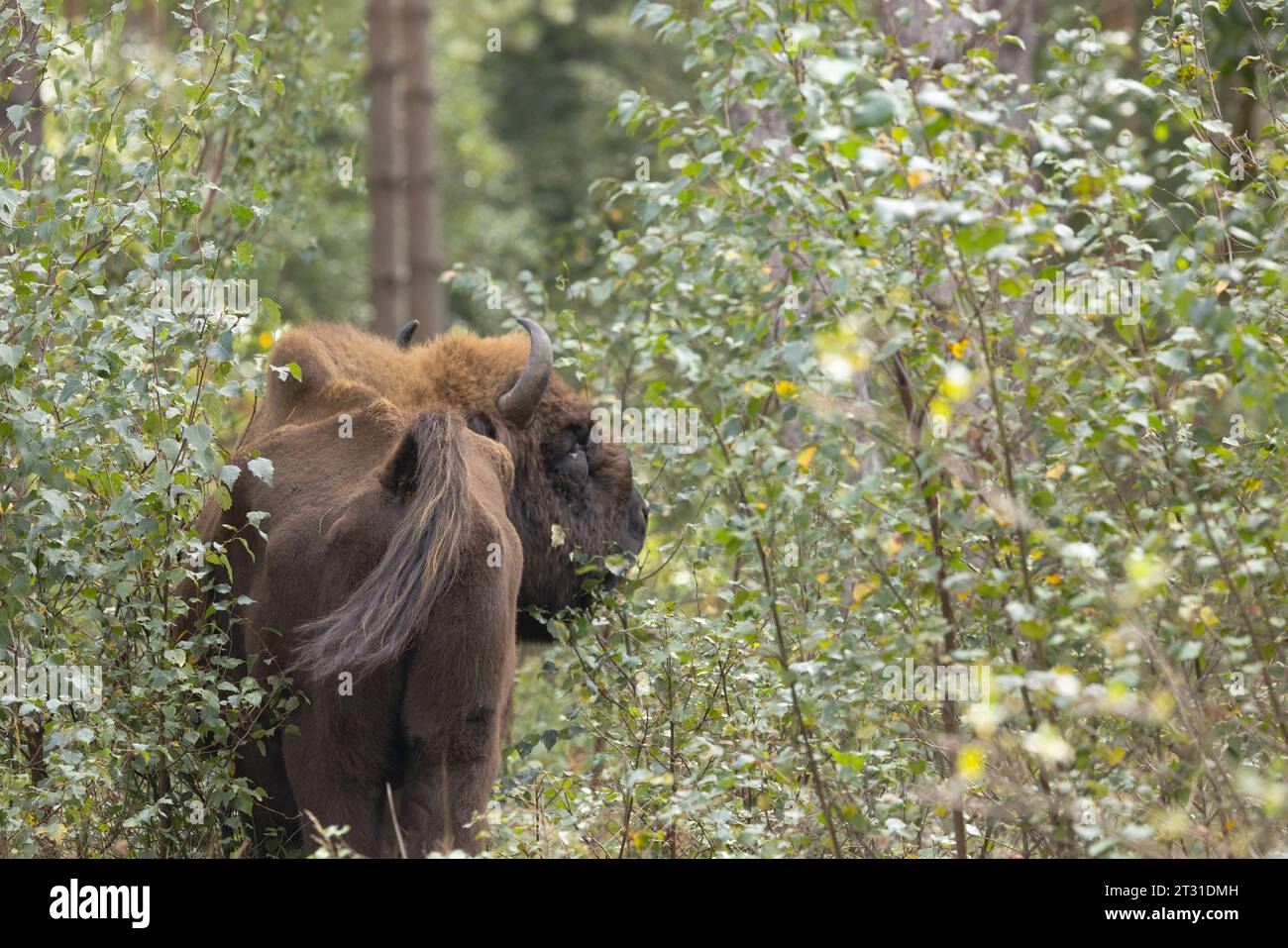 Retroterra del bisonte europeo a Blean Woods, Kent, parte del primo allevamento di animali da allevamento libero in circolazione degli Stati Uniti. Foto Stock