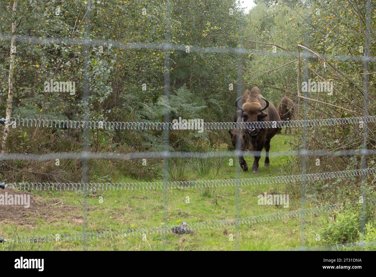 La prima mandria di bisonti selvaggi in Europa del Regno Unito. Pascolo per la conservazione in un ampio recinto a Blean Woods, Kent. Foto Stock