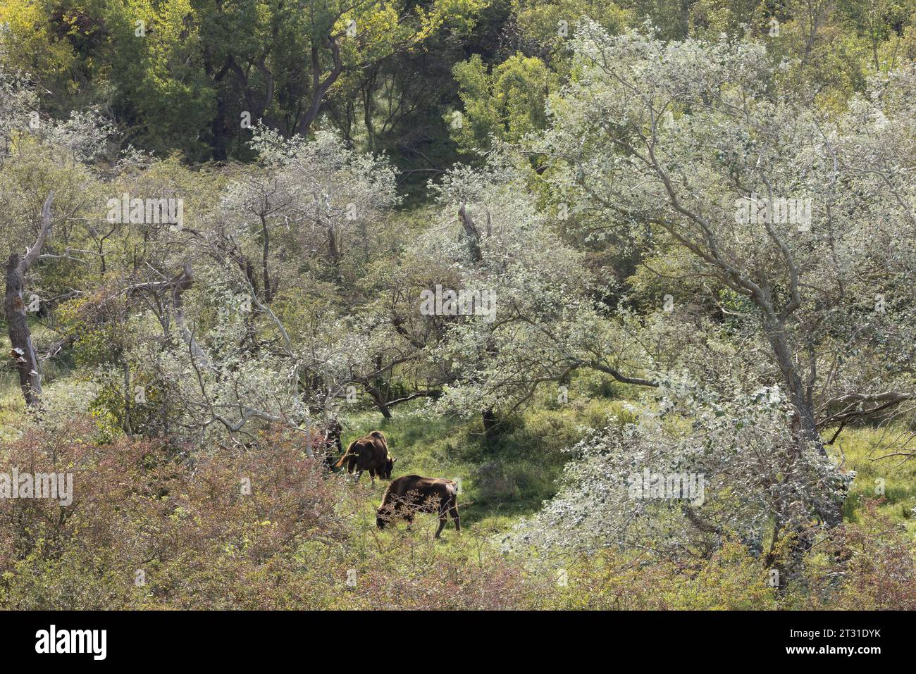 Bison pascolano il bosco di dune di sabbia a Kraansvlak in Olanda, dove hanno gestito questa riserva naturale negli ultimi dieci anni. Foto Stock