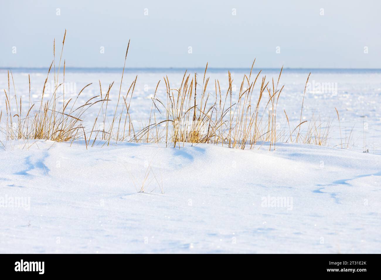 Paesaggio balneare invernale con erba costiera secca nella neve bianca in una giornata di sole, foto di sfondo naturale scattate sulla costa del Mar Baltico ghiacciato Foto Stock