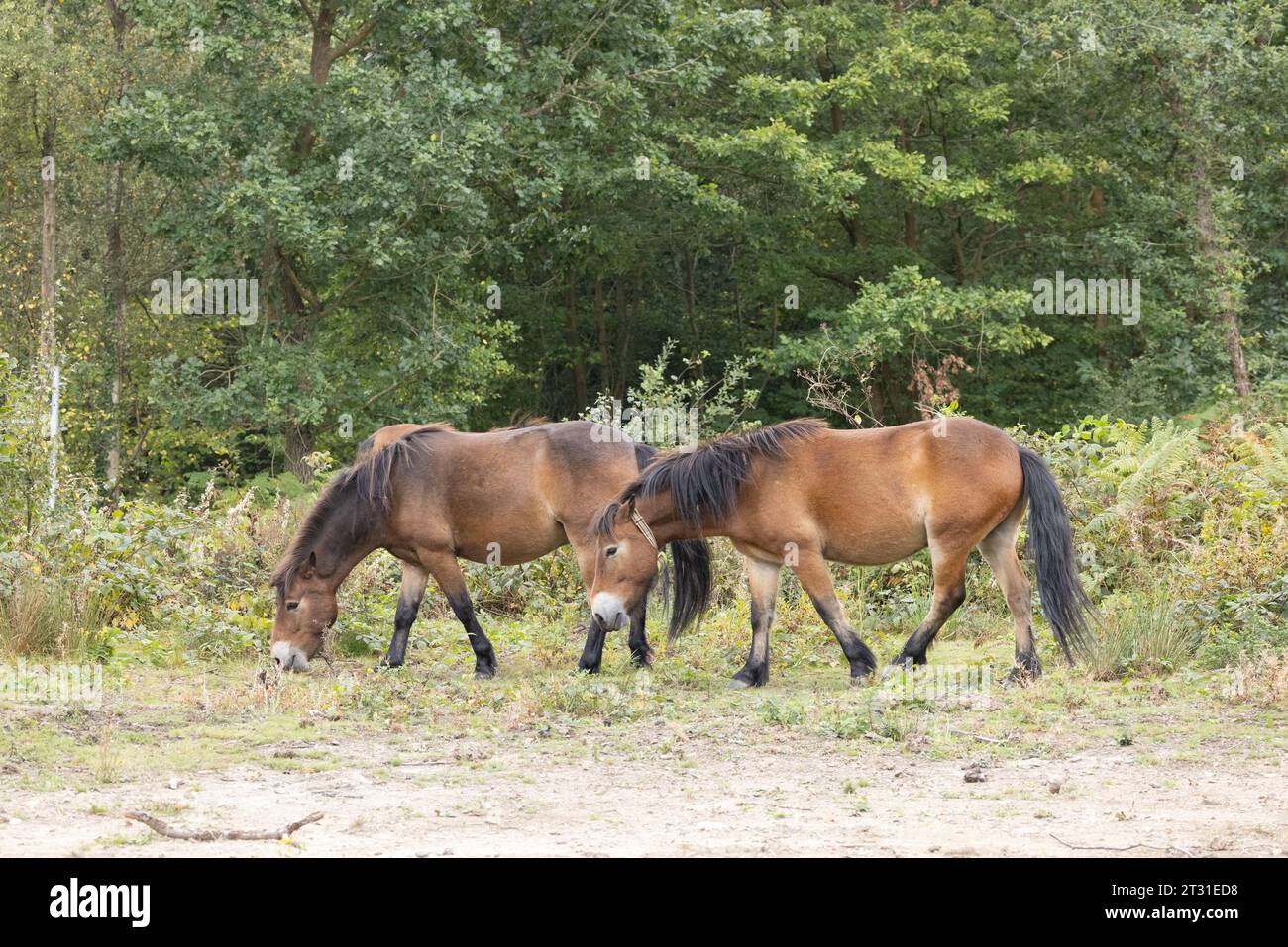 I pony Exmoor sono una razza robusta usata come procura per i cavalli selvatici per gestire l'habitat in riserve naturali come questa nel Kent, in Inghilterra. Foto Stock