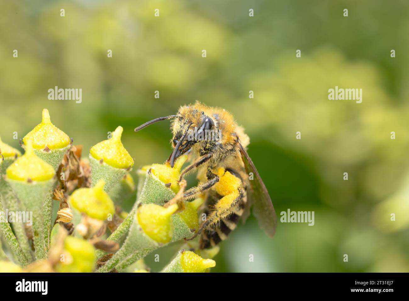 Le api edera sono stati recentemente coloni nel Regno Unito e sono specialisti dei fiori di edera che emergono nel tardo autunno. Foto Stock