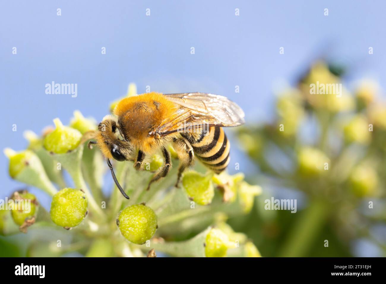 Le api edera sono stati recentemente coloni nel Regno Unito e sono specialisti dei fiori di edera che emergono nel tardo autunno. Foto Stock