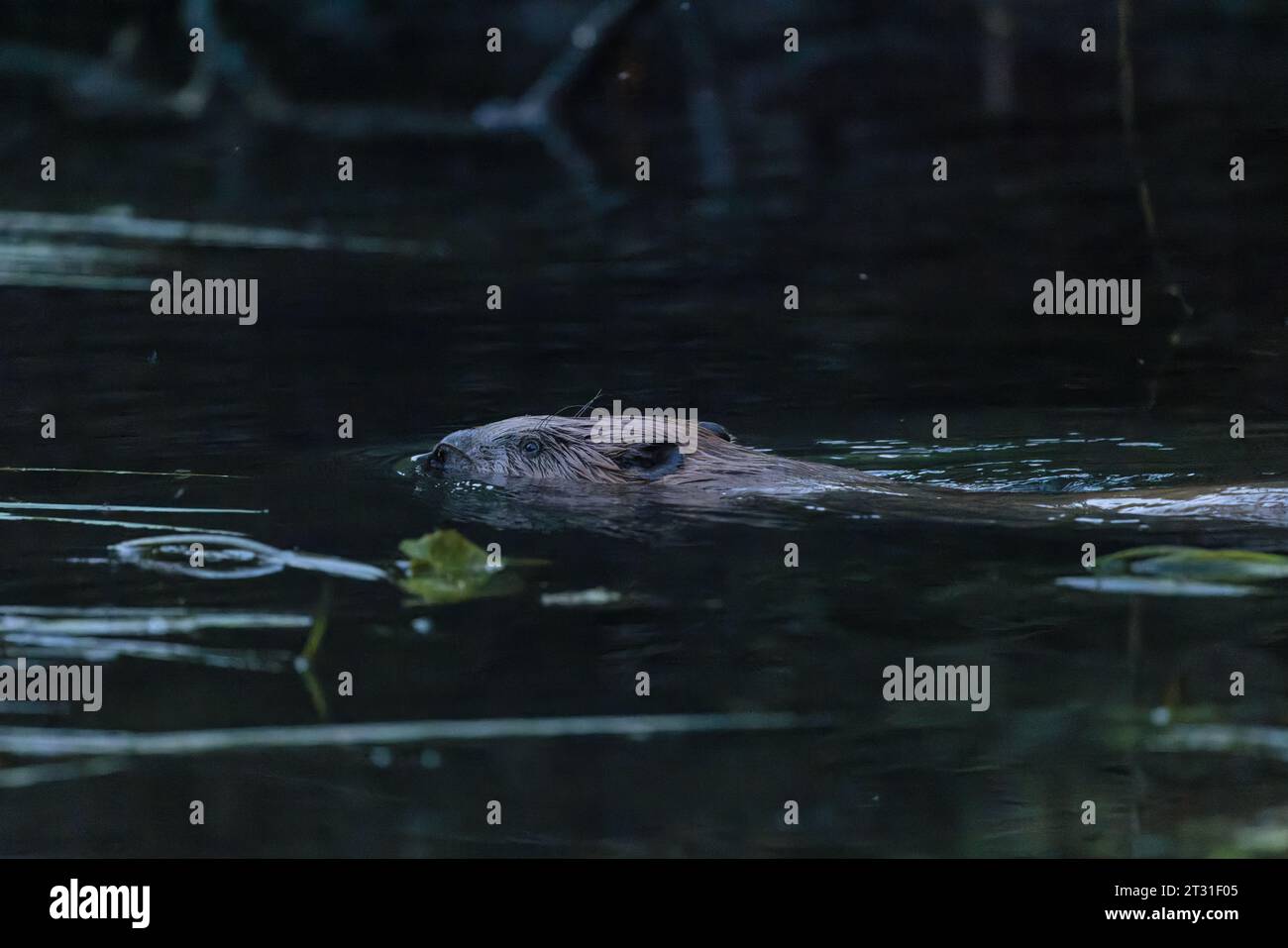 Castoro europeo - reintrodotto in Gran Bretagna - e qui fotografato alla luce della sera su un fiume nel Kent. Foto Stock