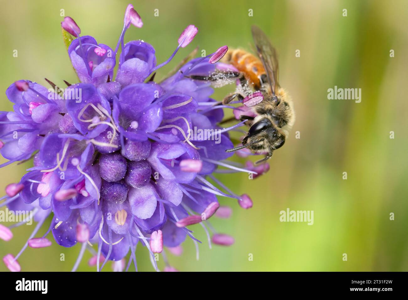 Piccolo Scabious Mining Bee sul fiore di un Diavolo bit Scabious. Questa ape solitaria è diminuita notevolmente nel Regno Unito. Foto Stock