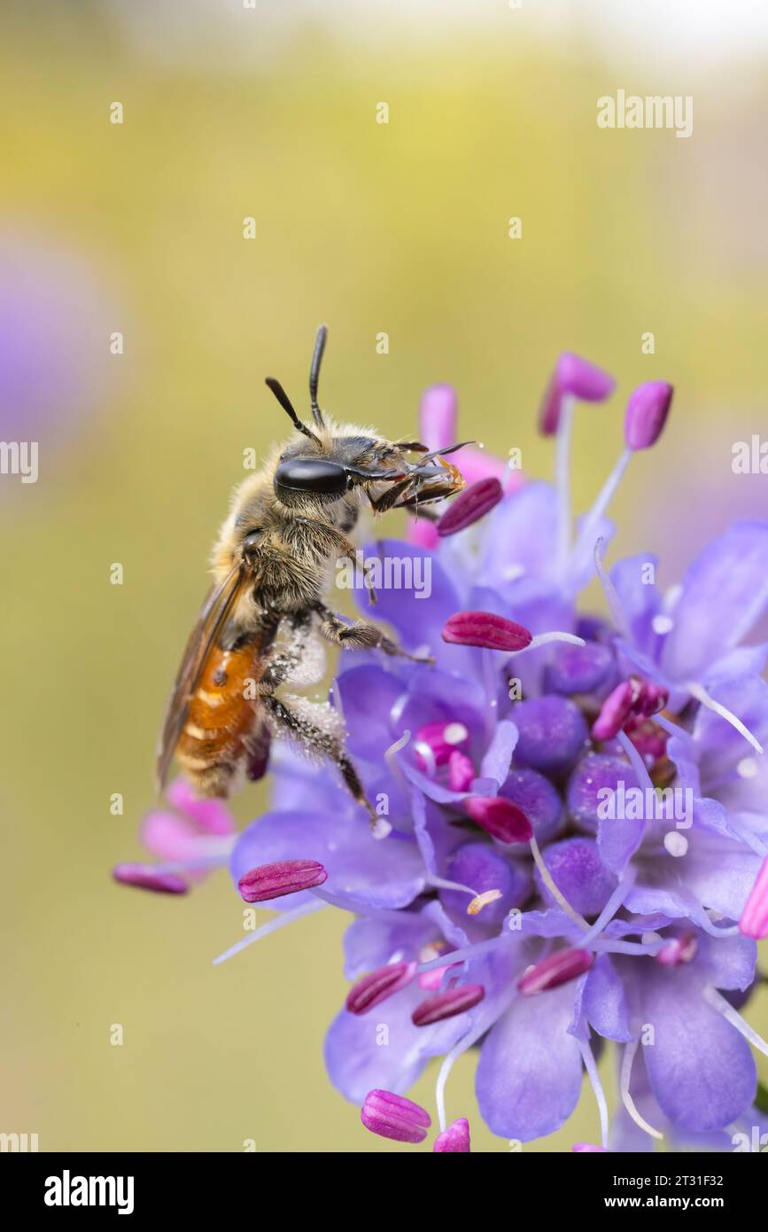 Piccolo Scabious Mining Bee sul fiore di un Diavolo bit Scabious. Questa ape solitaria è diminuita notevolmente nel Regno Unito. Foto Stock