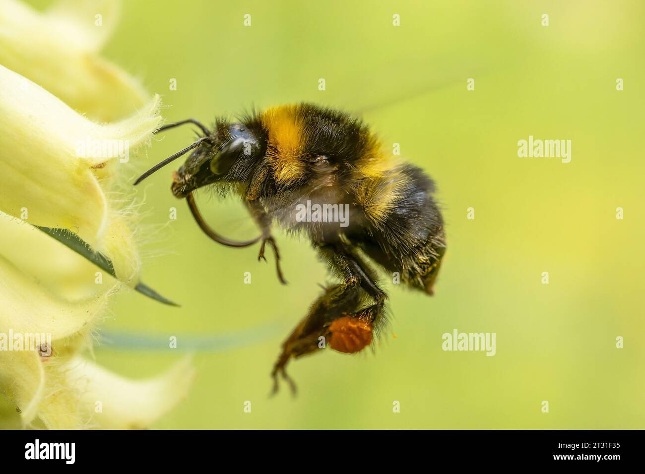 Bumblebee che si libra davanti al fiore da cui si sta per nutrire, impollinandolo nel processo, Garden, Kent, UK. Foto Stock