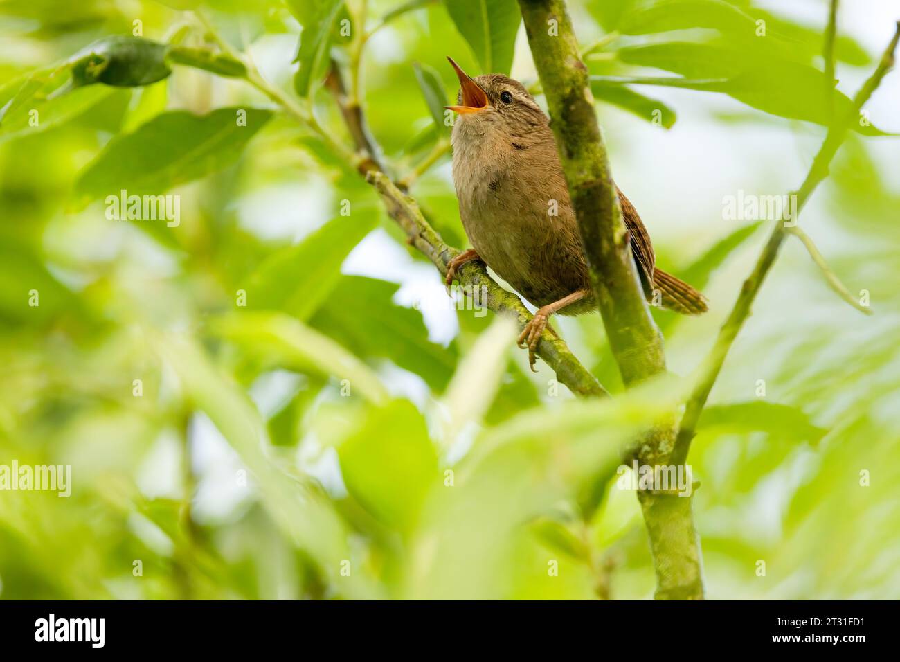 Un Tiny wren che canta ad alta voce da una siepe a Norfolk, Regno Unito. Foto Stock