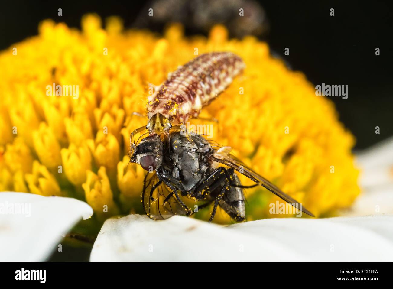 Lacewing larva mangiare mosca su un fiore a margherita a occhio di bue, Inghilterra, Regno Unito. Foto Stock
