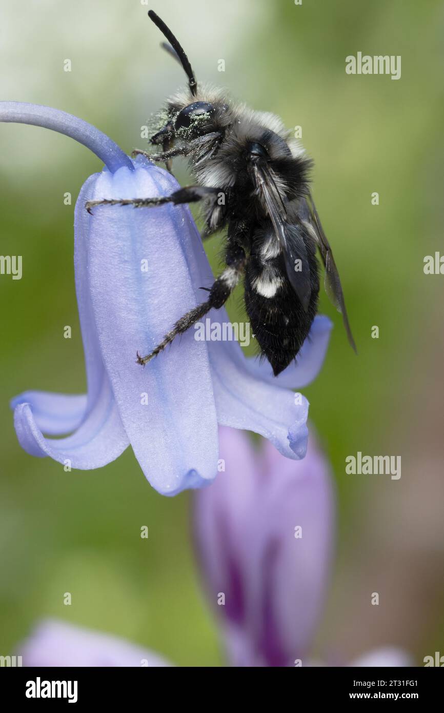 Un'ape in lutto sui fiori di campanello - questa è un'ape "cucù" di altre api solitarie, Kent, Regno Unito. Foto Stock