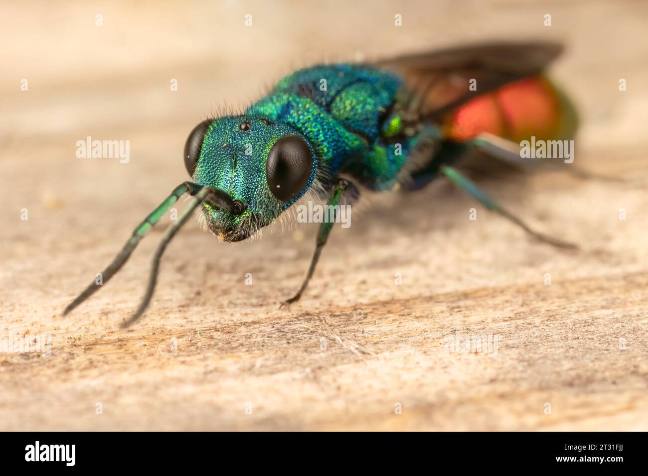 Una specie rara di vespa dalla coda di rubino iridescente - un parassitoide di api solitarie, Kent, Regno Unito. Foto Stock