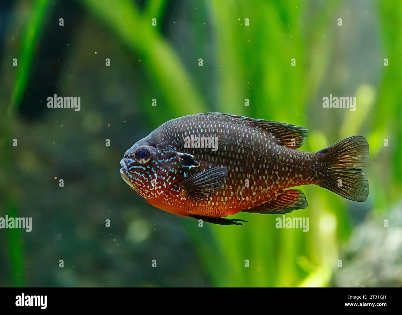 Pesce solare longear (Lepomis megalotis) originario del Nord America orientale Foto Stock