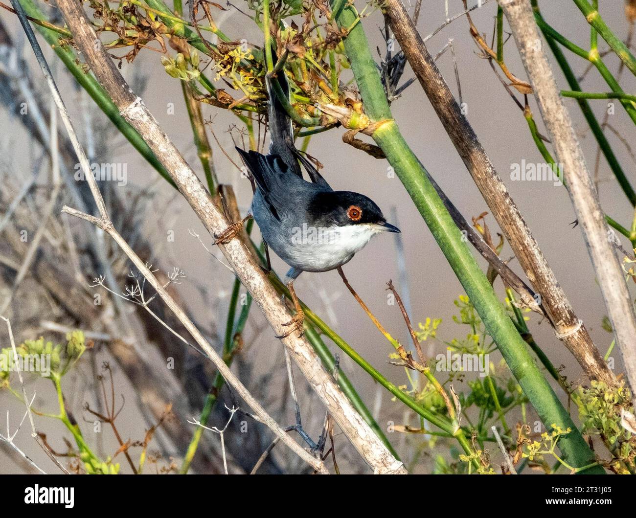 Parula sarda maschile (Curruca melanocephala) arroccata su un arbusto, Paphos, Cipro. Foto Stock