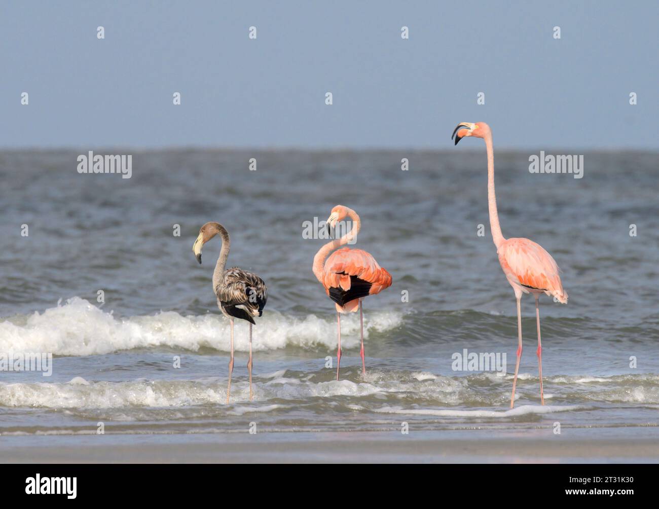 Una famiglia di fenicotteri americani (Phoenicopterus ruber) apparve in luoghi insoliti a Galveston, Texas, nell'ottobre 2023, presumibilmente traslocati da Foto Stock