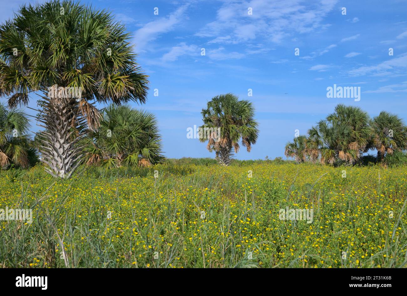 Prati fioriti a Galveston Island a Fall, Texas, USA. Foto Stock