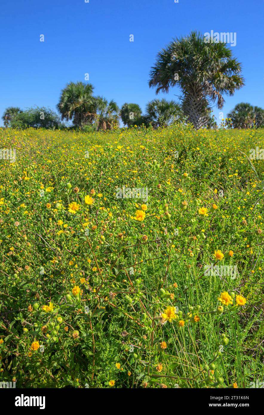 Prati fioriti a Galveston Island a Fall, Texas, USA. Foto Stock