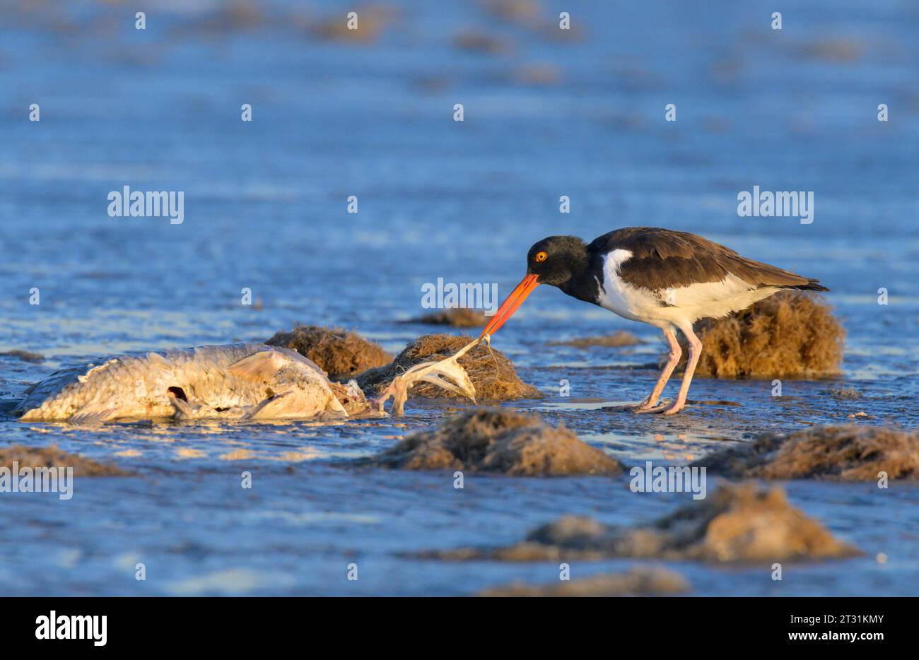 L'oystercatcher americano (Haematopus palliatus) che banchetta con un pesce morto durante la bassa marea sulla spiaggia dell'oceano all'alba, Galveston, Texas, USA. Foto Stock