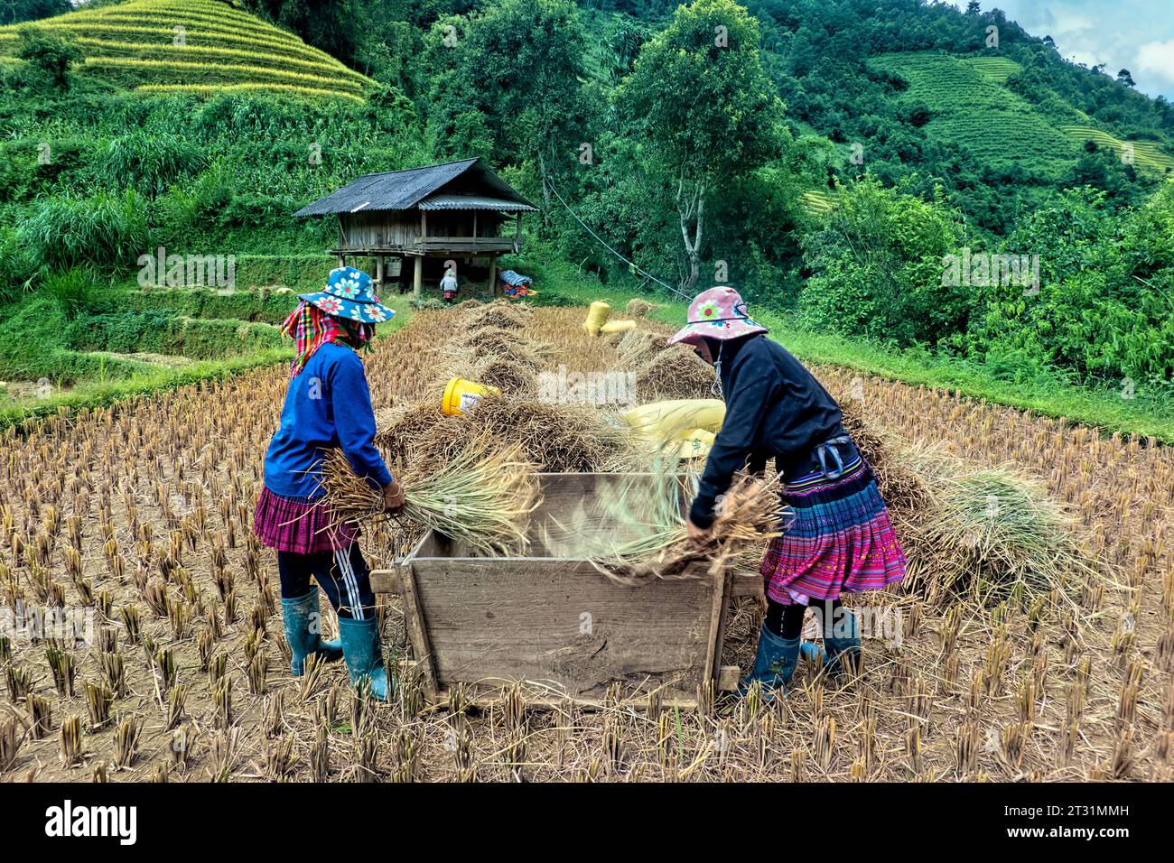 Flower Hmong donne che tremano riso durante il raccolto, Mu Cang Chai, Yen Bai, Vietnam Foto Stock