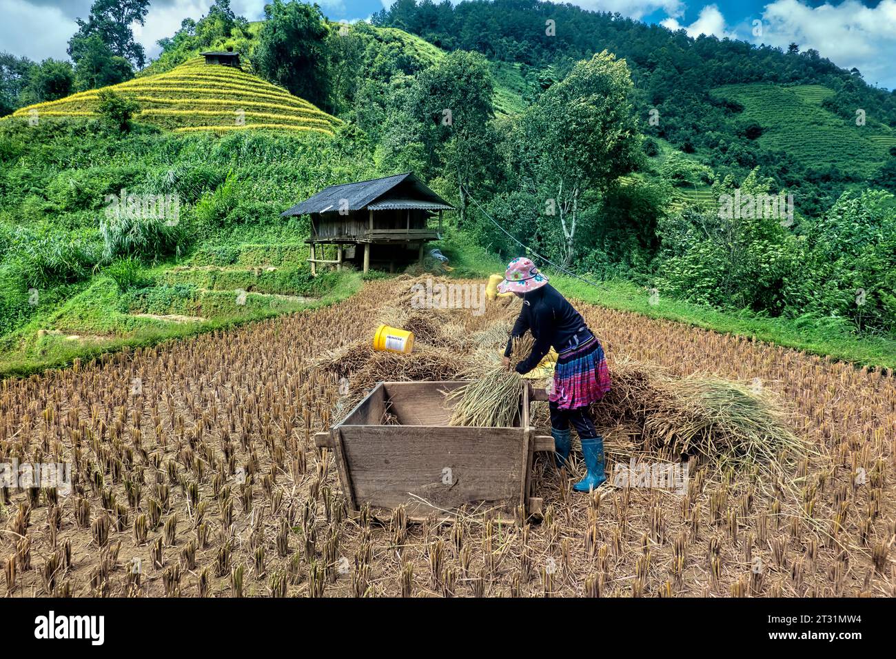 Flower Hmong donne che tremano riso durante il raccolto, Mu Cang Chai, Yen Bai, Vietnam Foto Stock