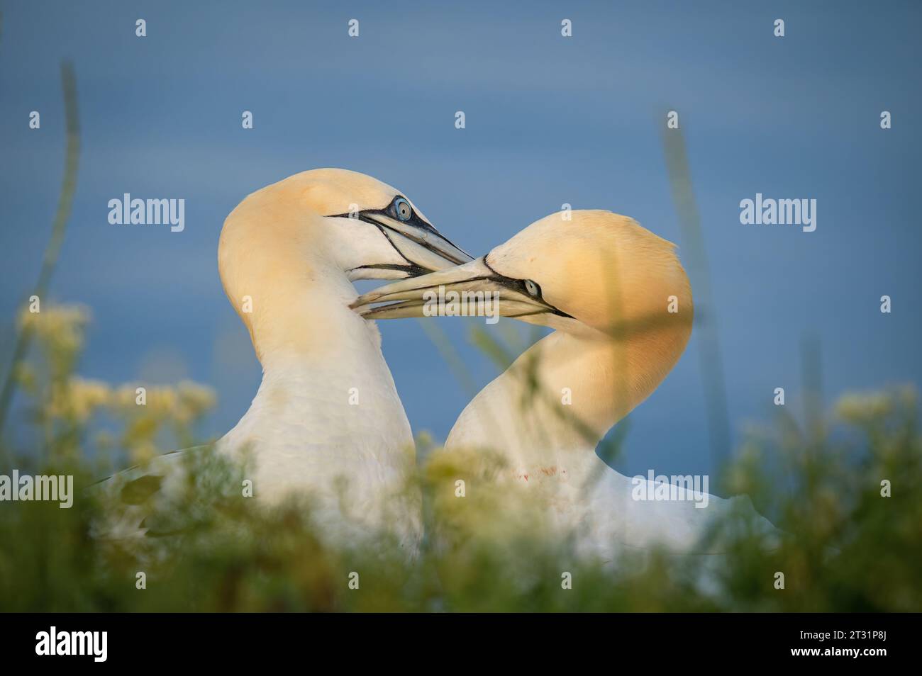 Gannet del Nord sull'isola di Helgoland, Germania. Foto Stock