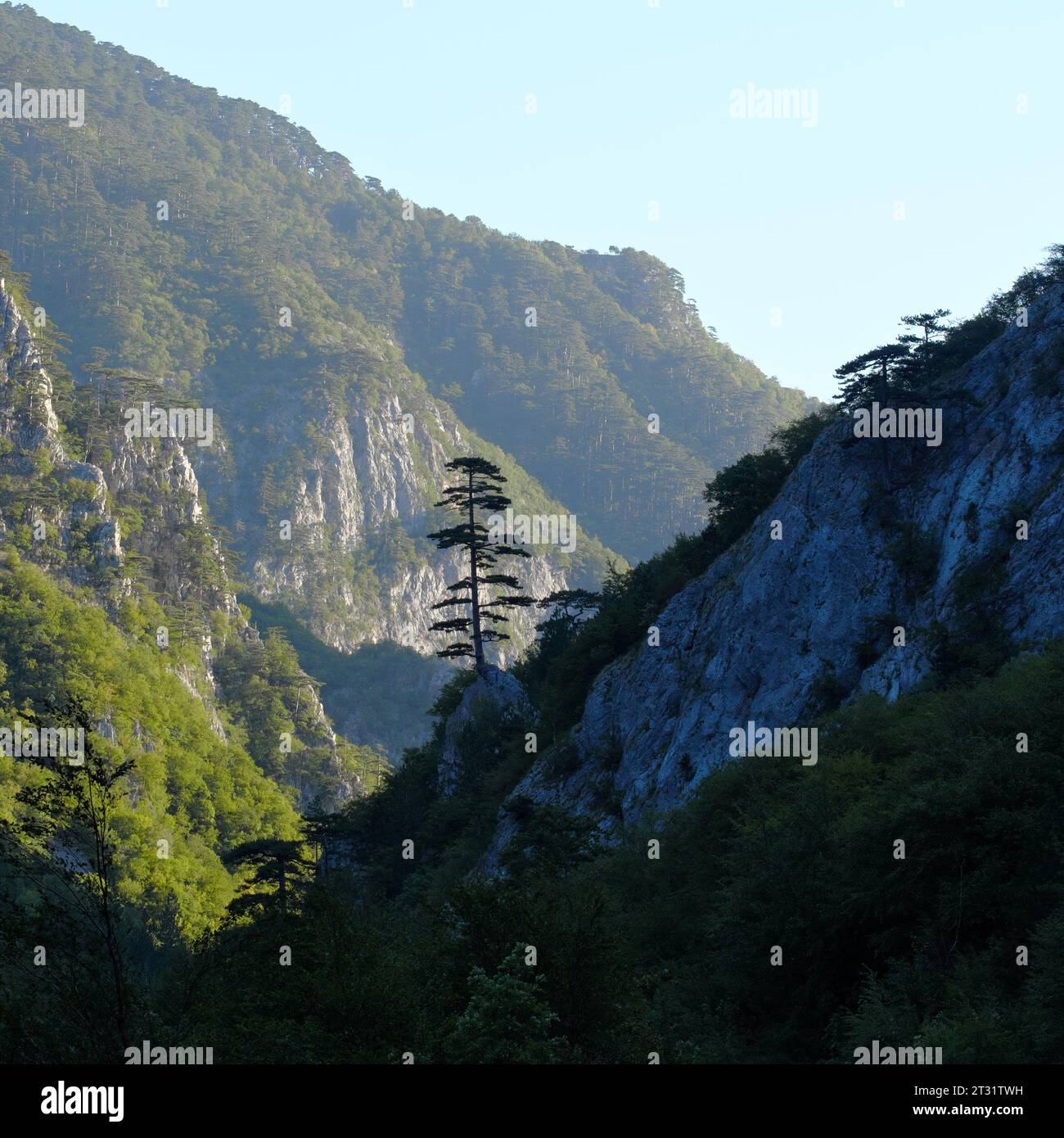 Foresta di pini al sole del mattino sul canyon del fiume Sutjeska in Bosnia ed Erzegovina Foto Stock