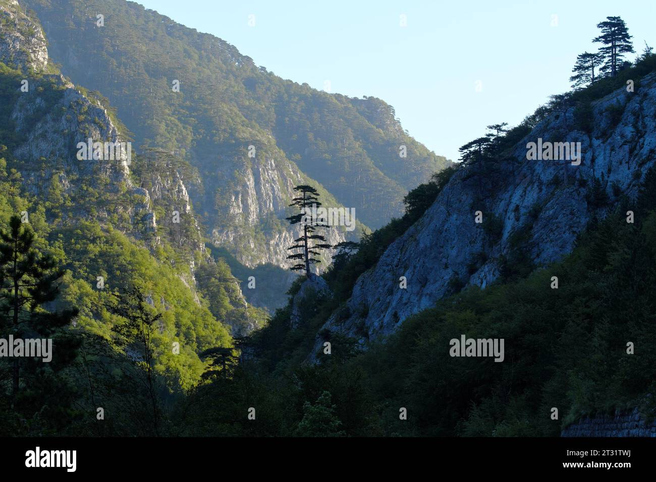 Foresta di pini al sole del mattino sul canyon del fiume Sutjeska in Bosnia ed Erzegovina Foto Stock
