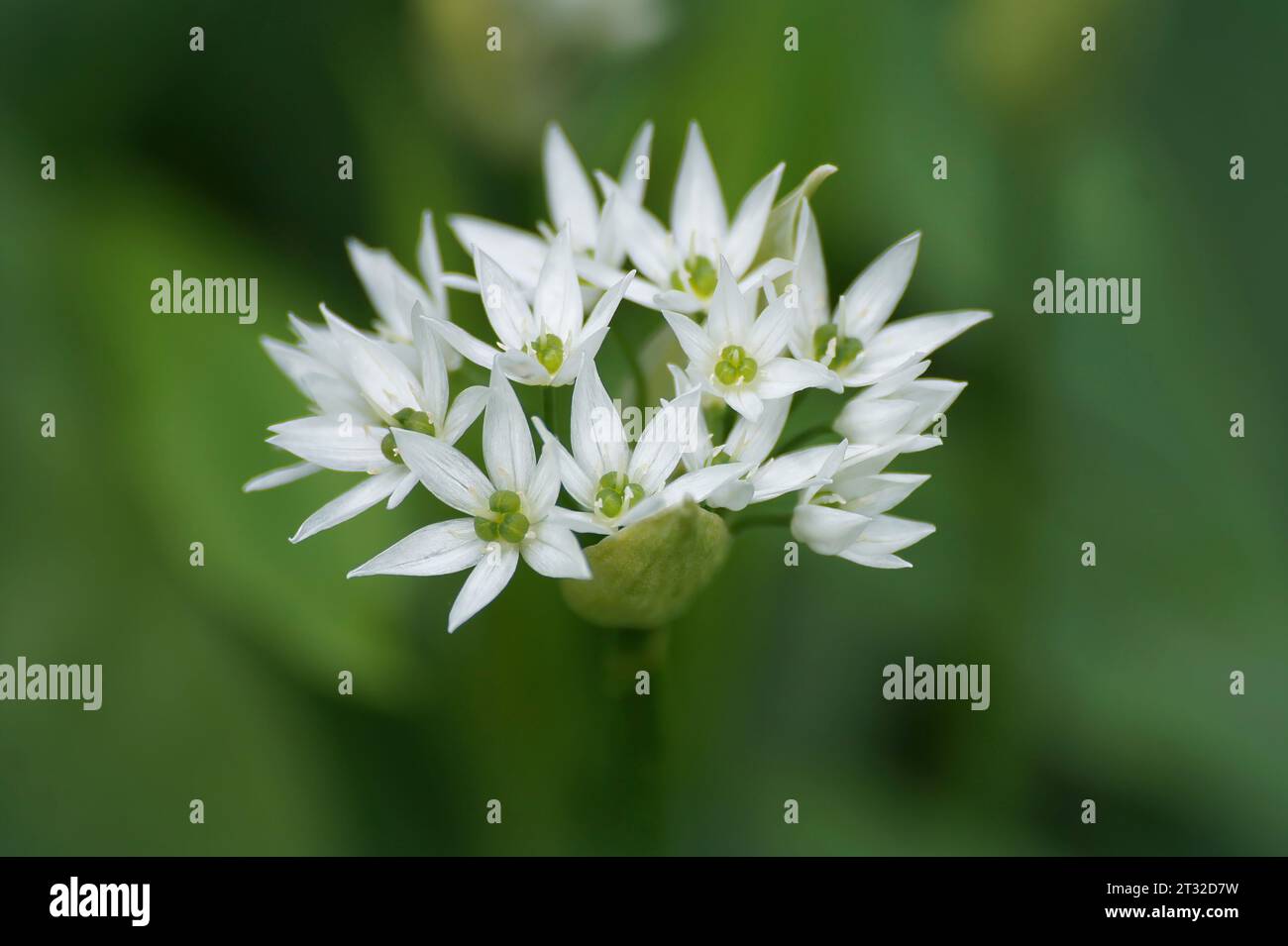 Primo piano naturale sul fragile fiore bianco brillante dell'aglio selvatico a foglia larga o del porro d'orso , Allium ursinum Foto Stock