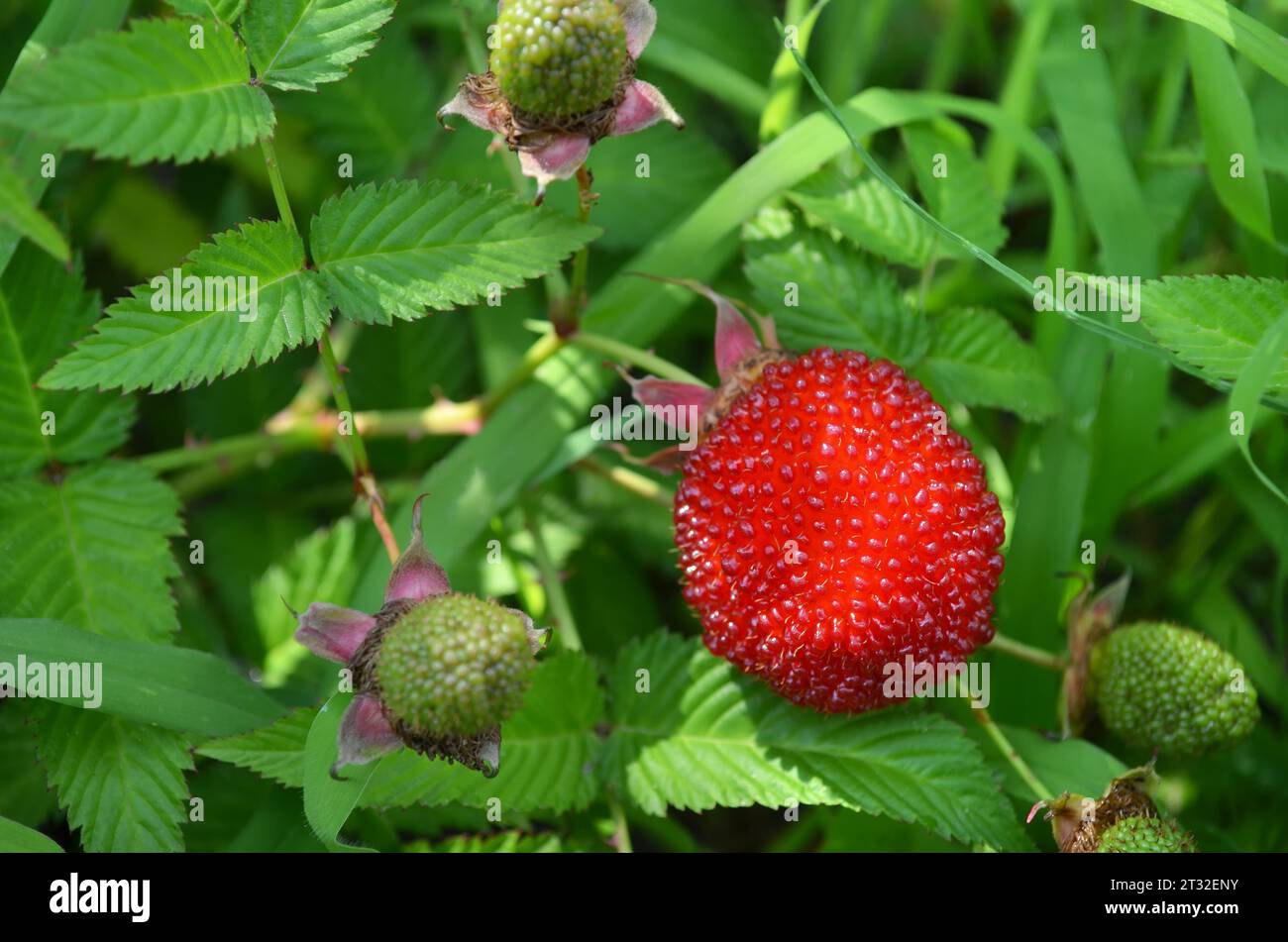 Lampone tibetano rosso maturo su uno sfondo di foglie verdi da vicino. Il concetto di coltivare il proprio cibo biologico. Foto Stock