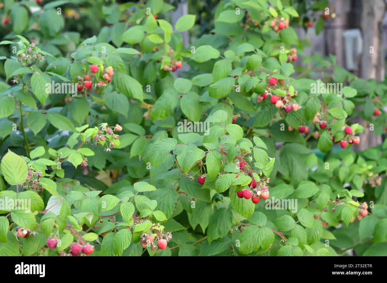 Gli ispessimenti di lampone con frutti di bosco maturi in un giardino estivo. Il concetto di coltivare il proprio cibo biologico. Foto Stock