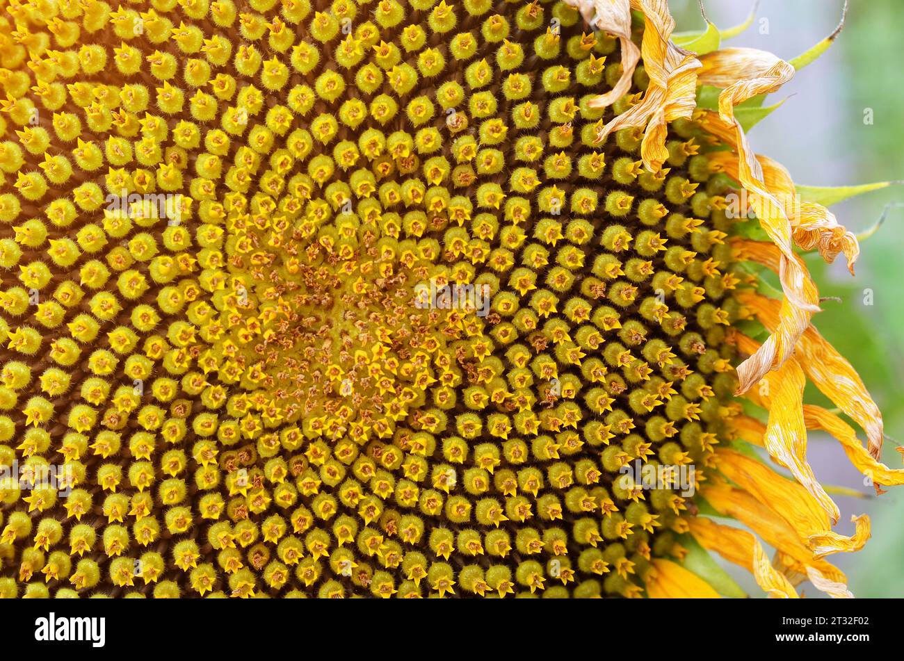 Primo piano di un girasole giallo con semi disposti in sequenza Fibonacci. Può essere utilizzato come sfondo naturale. Il concetto di agricoltura biologica. Foto Stock