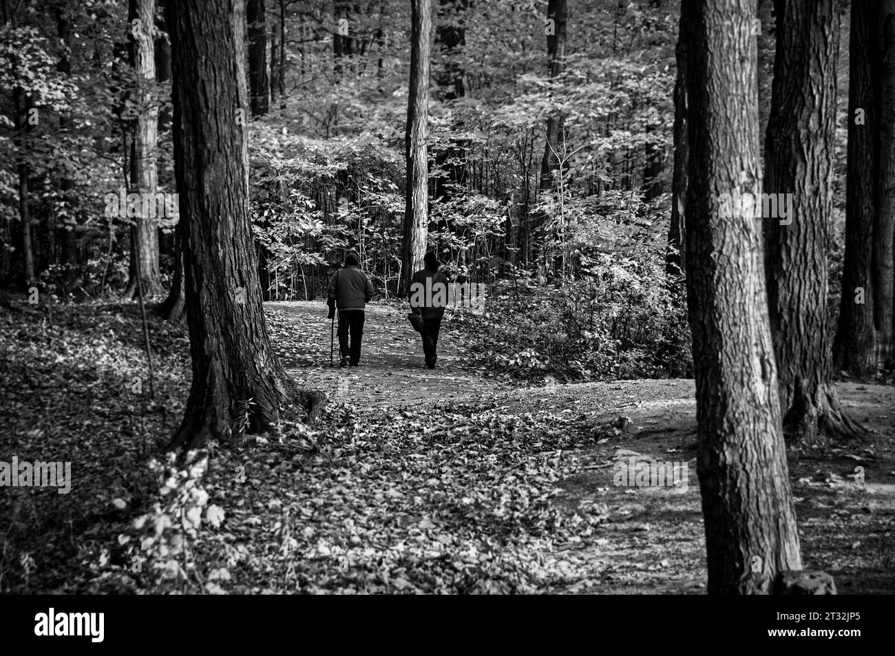 Un paio di passeggiate lungo il sentiero che si snoda tra alberi autunnali all'Earl Bales Park, nel quartiere di North York della più grande città canadese di Toronto Foto Stock