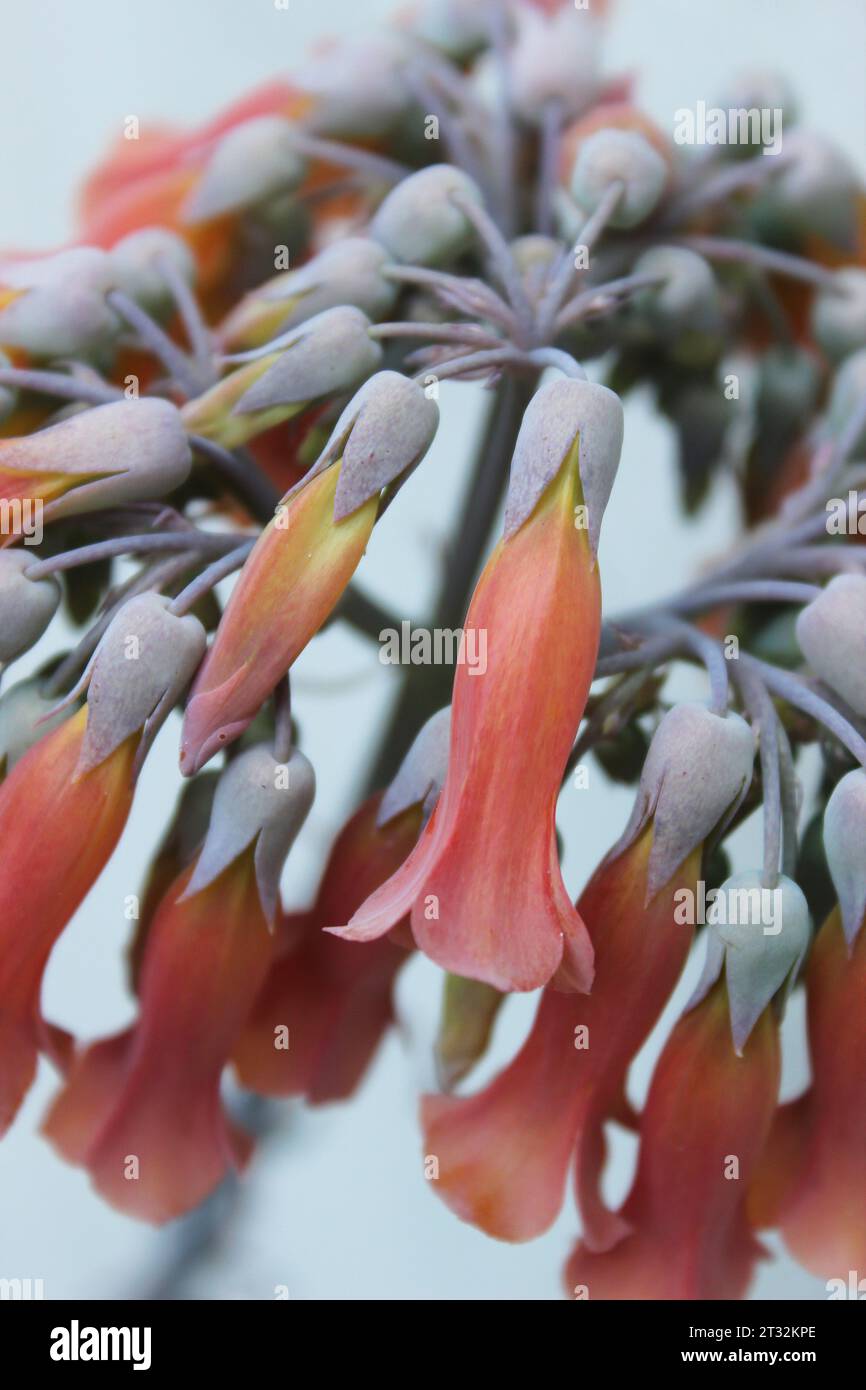 Fioritura della pianta di Kalanchoe Daigremontiana, popolarmente conosciuta come Mãe de MIL, Mãe de migliaia, Aranto, Kalanchoe, maternità Plant. Foto Stock